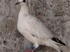Racing pigeon YB
