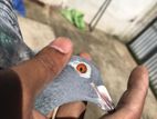 Racing Pigeon