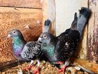 Racing Pigeons