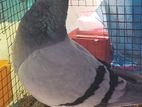 Racing Pigeons