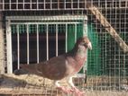 Racing Pigeons