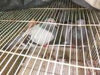 racing romer pigeon