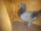 Racing Homar Pigeon