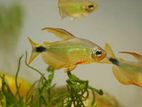 Racoon Tetra