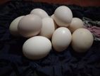 රැක්ක වීමට සුදුසු ගම් බිත්තර
