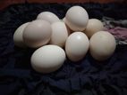 රැක්ක වීමට සුදුසු ගම් බිත්තර