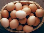 රැක්කවීමට ගම් බිත්තර - Eggs for Hatching