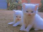 Persian Kittens