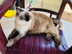 Ragdoll Cat