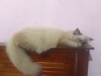 Ragdoll Himalayan Male Cat