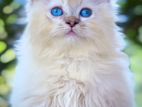 Ragdoll Persian Kitten