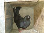 Pigeons