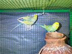 Rainbow / Harlequin Budgerigars