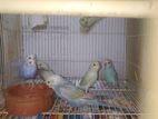 Budgies Birds