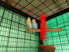 Love Birds