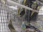 Rainbow Birds