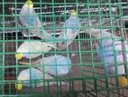 Rainbow Bird