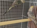 Rainbow Birds