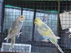 Rainbow Birds
