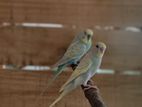 Rainbow Breeding Pair