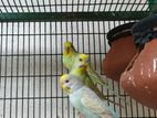 rainbow breeding pair