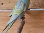Rainbow Breeding Pair