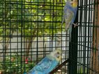 Love Birds