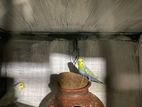 Love Birds