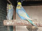 Rainbow Budgerigar Love Birds