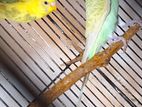 Rainbow Budgies Bird