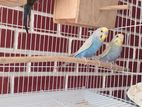 Rainbow Budgies ( Love Birds)