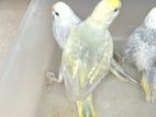 Rainbow Love Birds