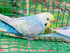 Rainbow Love Birds