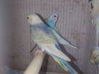 ainbow Budgerigar Love Birds