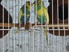 Rainbow Love Birds