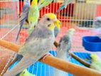 Rainbow-Line Pastel Budgies