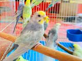 Rainbow-Line Pastel Budgies