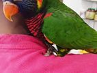 Rainbow Lorikeet (Australian)