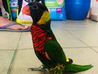 Rainbow Lorikeet (Australian)