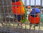 Rainbow Lorikeet (Australian)