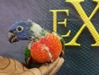 Rainbow Lorikeet Bird