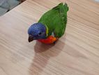 Rainbow Lorikeet Bird