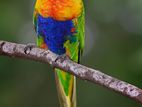 Rainbow Lorry Chicks