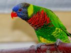 Rainbow Lory Bird