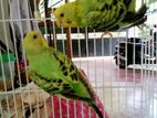 Rainbow Love Birds