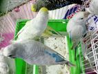 Rainbow Love Birds
