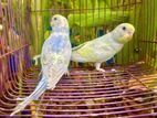 Rainbow Love Birds