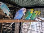 rainbow love bird