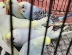 Rainbow Love Bird
