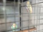 Rainbow Love Bird